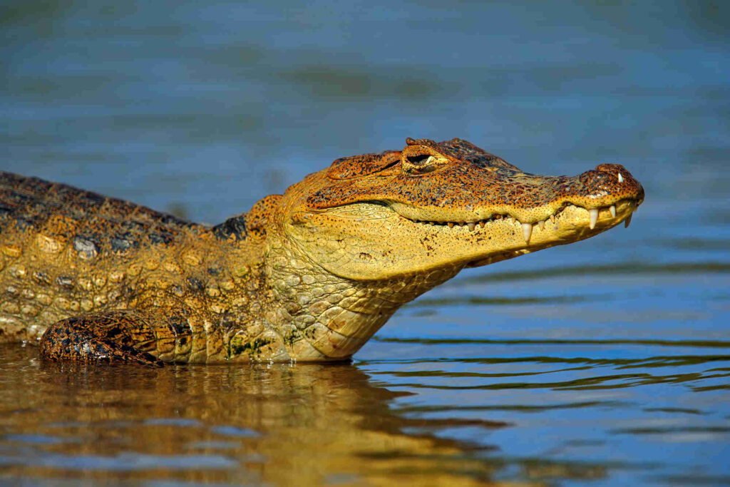 Caiman Palo Verde Palo Verde Wildlife Tour