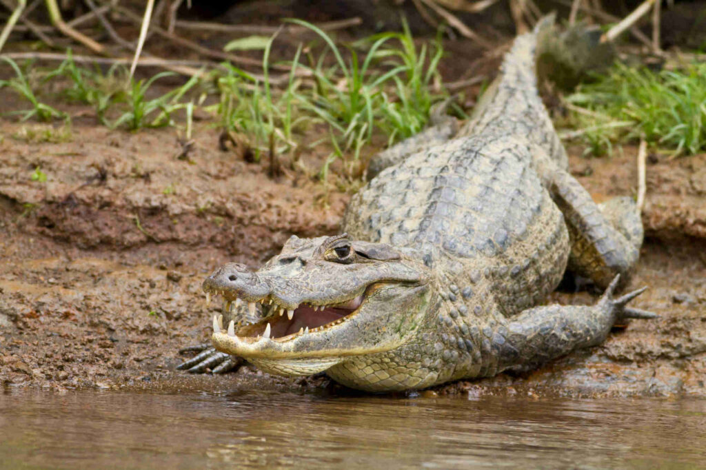 Crocodile palo verde Crocodile Palo Verde Nature Tour Brasilito Tours