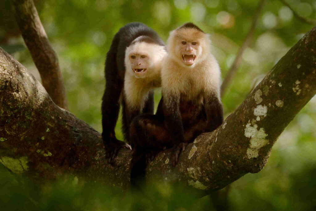 White-headed Capuchin, black monkey sitting on tree branch in the dark tropical forest. Wildlife of Costa Rica. Travel holiday in Central America. Open muzzle with tooth. White-headed Capuchin, black monkey sitting on tree branch in the dark tropical forest. Wildlife of Costa Rica. Travel holiday in Central America. Open muzzle with tooth.