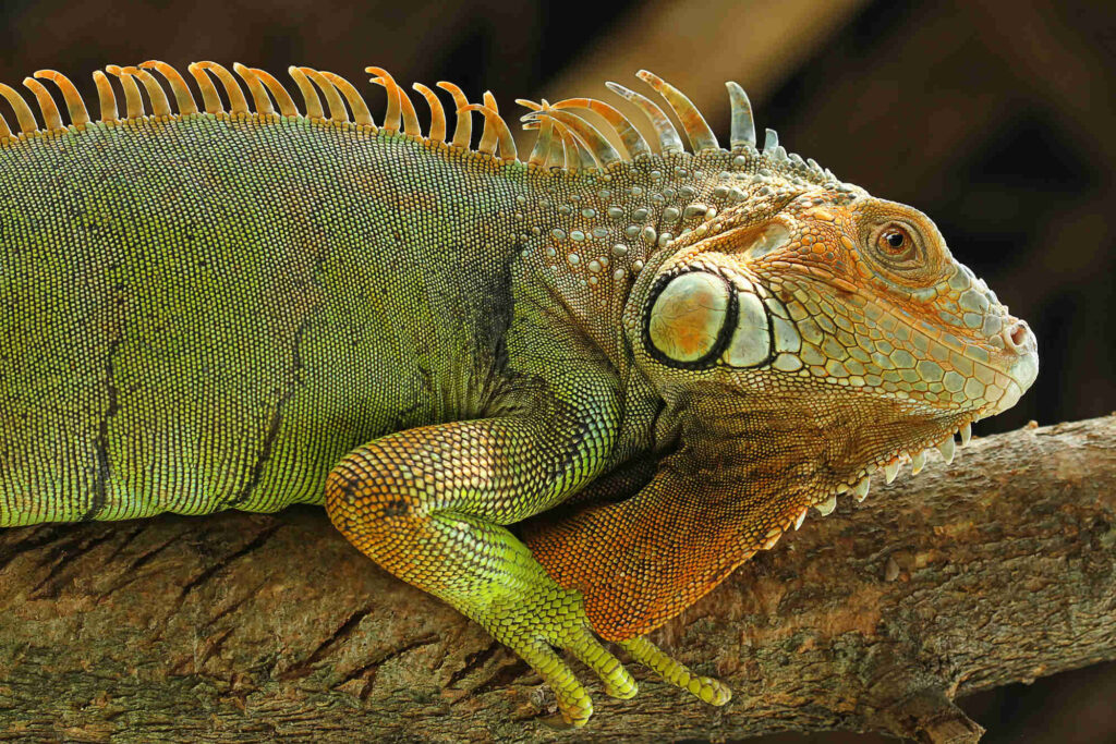 Iguana Palo Verde Iguana Palo Verde Brasilito Tours