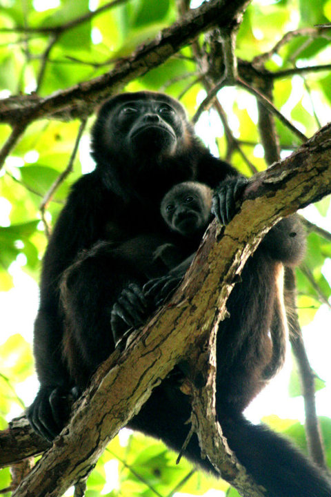 congo animal Monkeys spotted in Cortez Waterfall Brasilito Tours