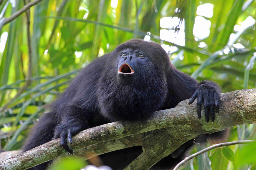 Black howler monkey howling Black Howler Monkey Palo Verde Brasilito Tours