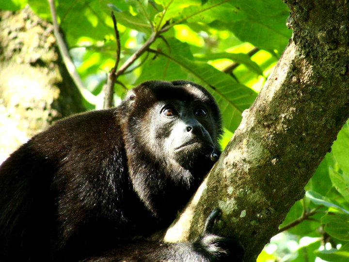 monkey park animal