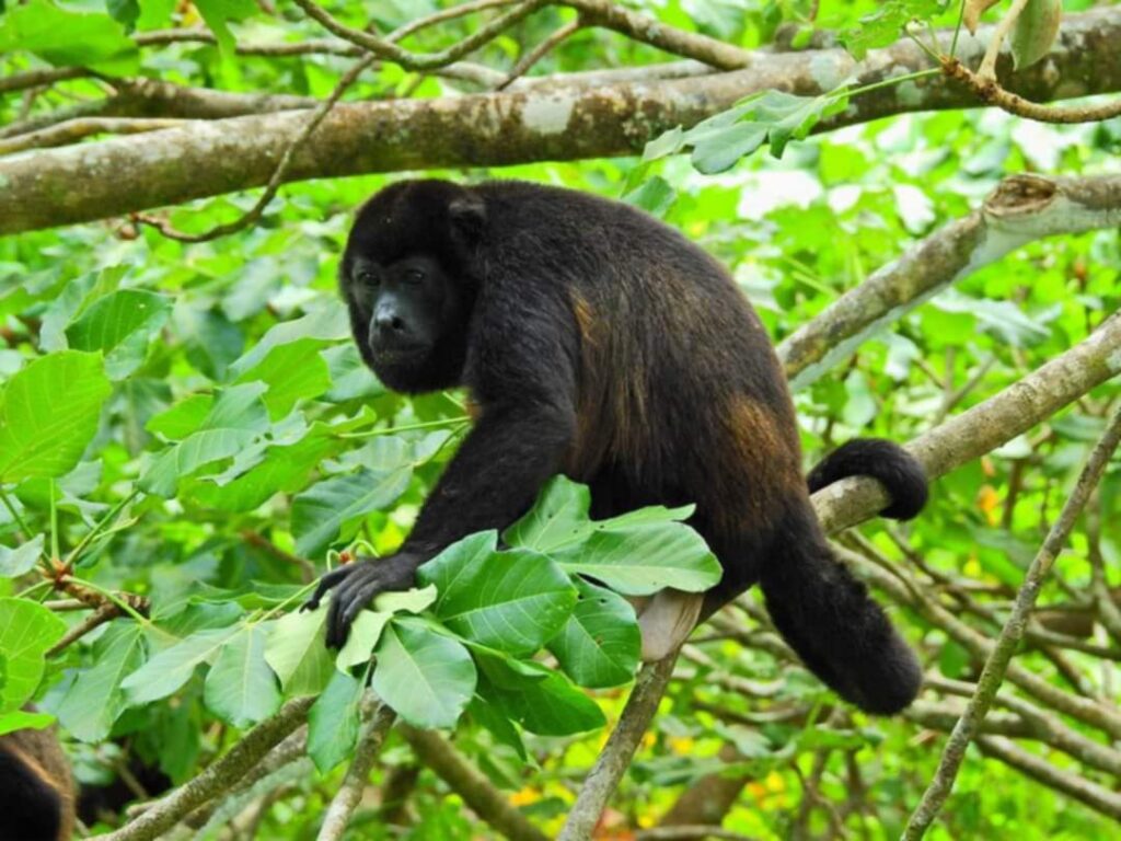 Monkey On Tree See Monkeys on an ATV Adventure Brasilito Tours