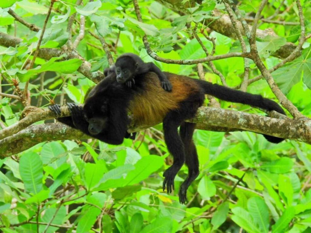 Monkey hanging on branch Monkey on ATV adventure Brasilito Tours