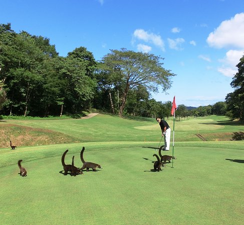 reserva-conchal-golf Golfing at Reserva Conchal The Westin Resort Things To Do in Brasilito